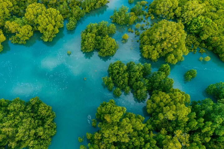 Mangrove Boat Tour Damas Island | Manuel Antonio - Photo 1 of 21